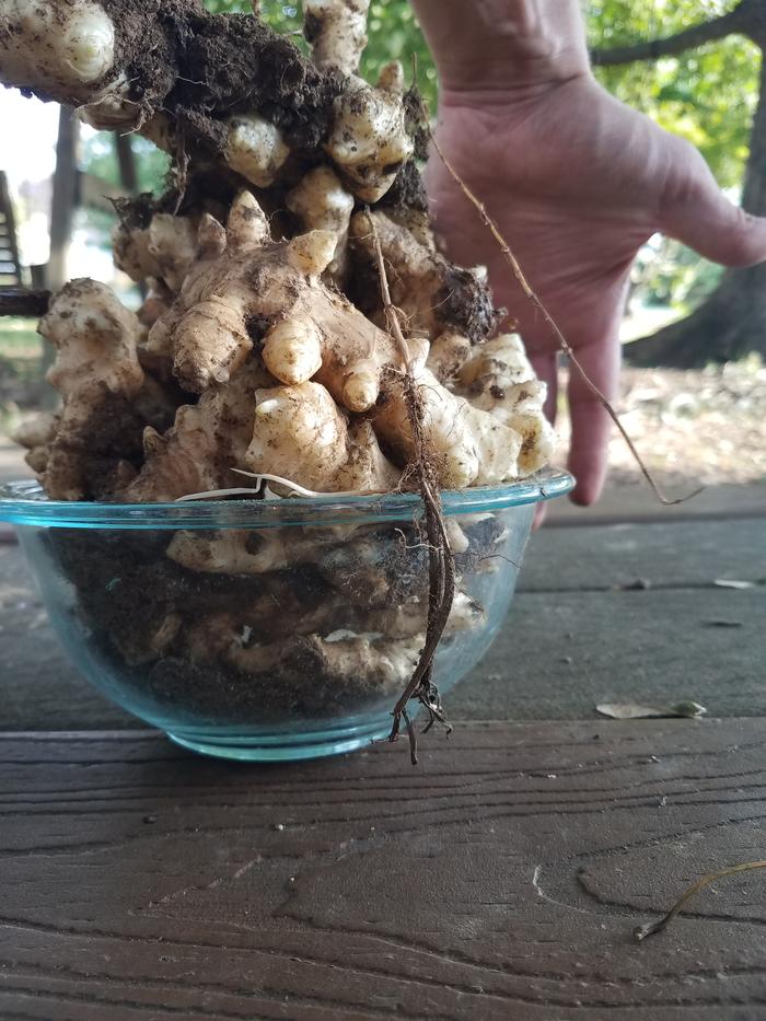 stampede tuber harvest yeild