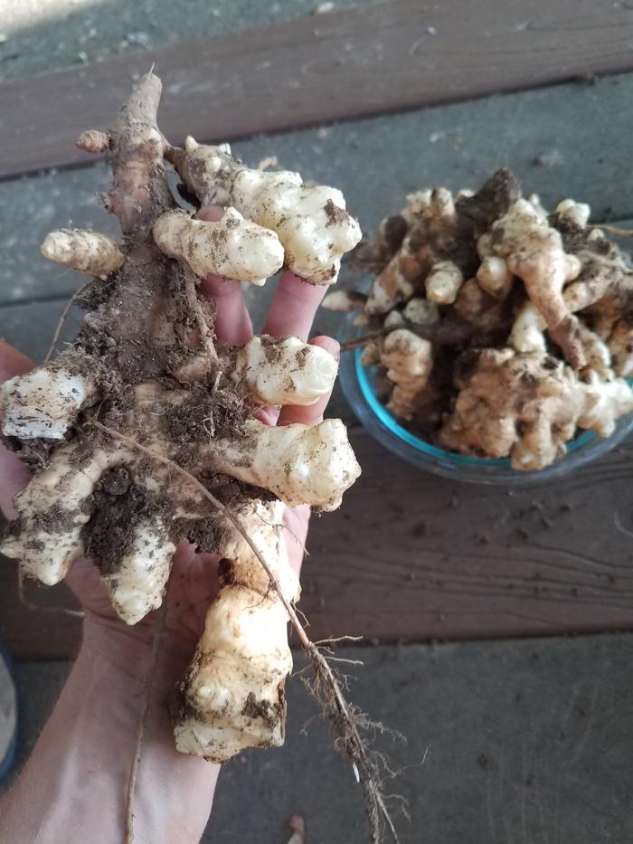 stampede tuber harvest yeild