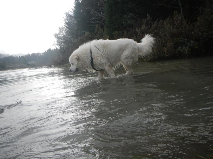 Checking out the Smith River (which he then swam across at flood stage without any apparent difficulty to say hi to a female dog)