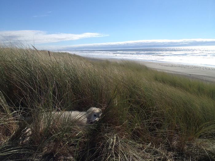 Lounging in the dunes as a pup