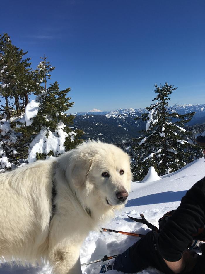 Backcountry skiing (he ran) with Shasta in the background