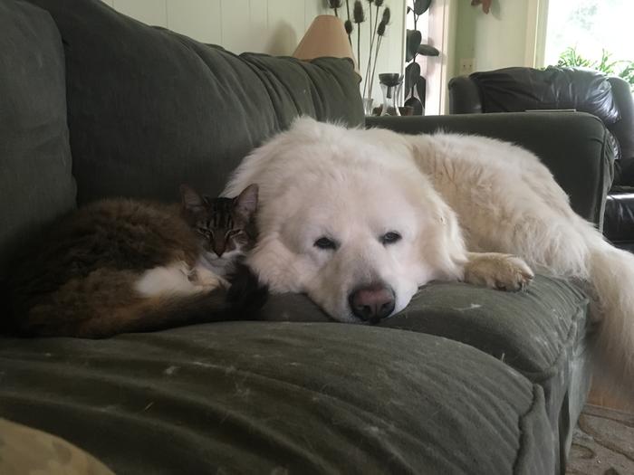 Sadie the cat knows where she's safe, and he is quite the snuggle