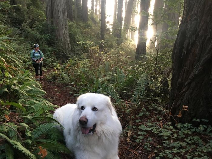 Hiking in the redwoods