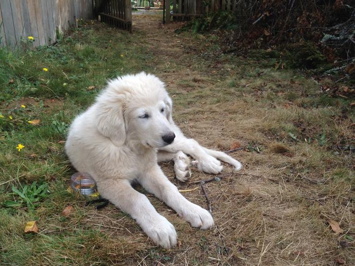 1st day away from Mom, he looked like a little lamb!