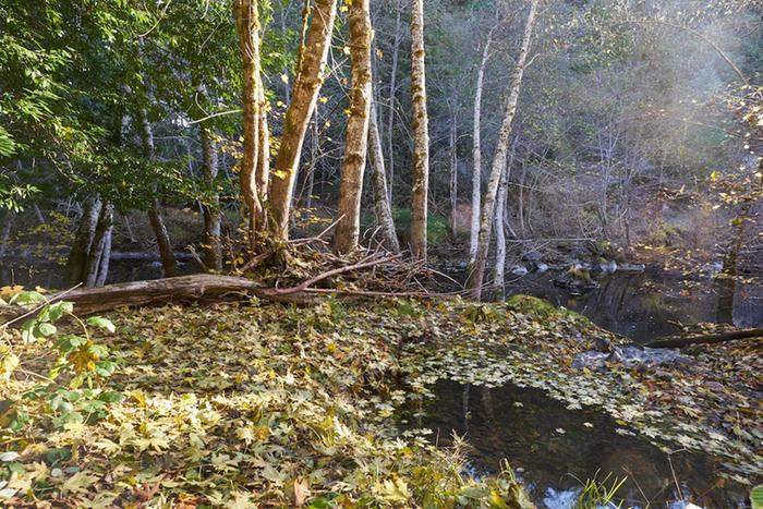 creek mouth here in autumn