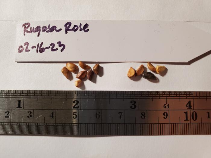 rugola-rose-seeds