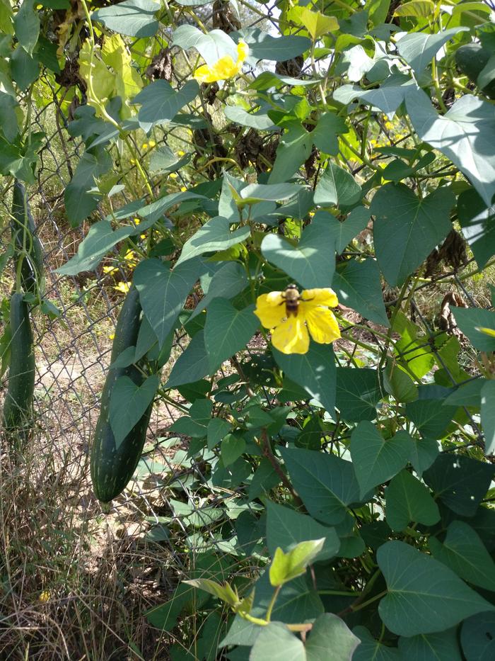 Luffa plant