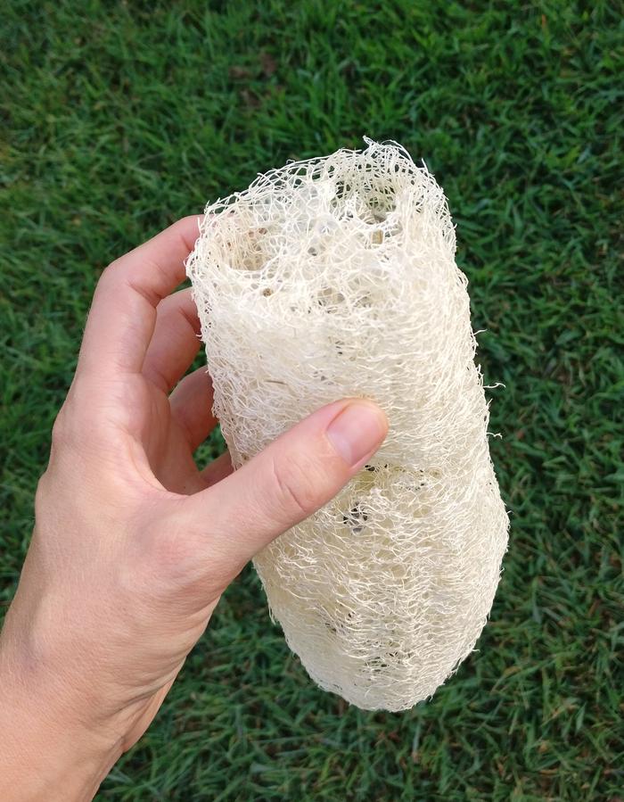 Homegrown luffa, after peeling and deseedinv