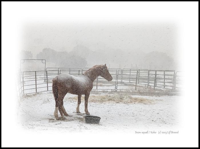 Snow squall / Koko