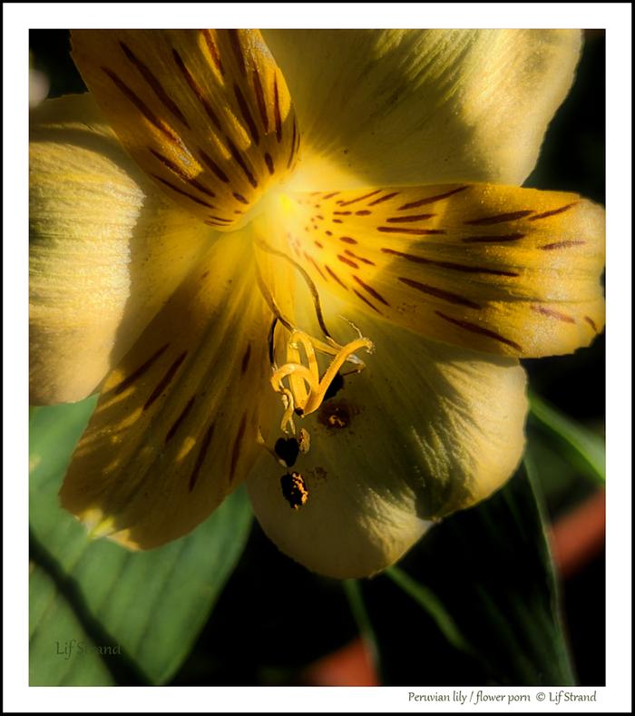 Peruvian lily / flower porn