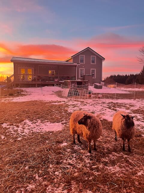 Sheep at Sunset