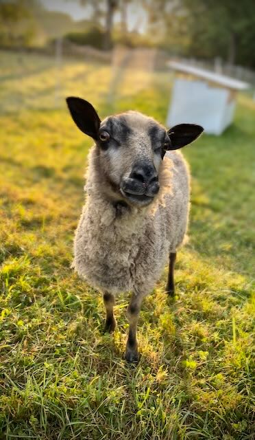 Sheep Portrait