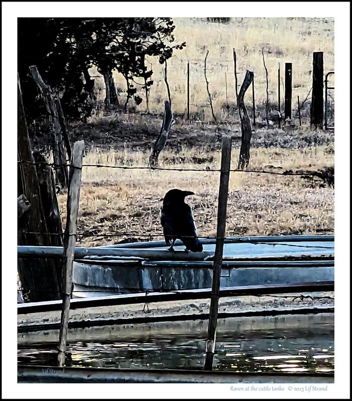 Raven at the water troughs