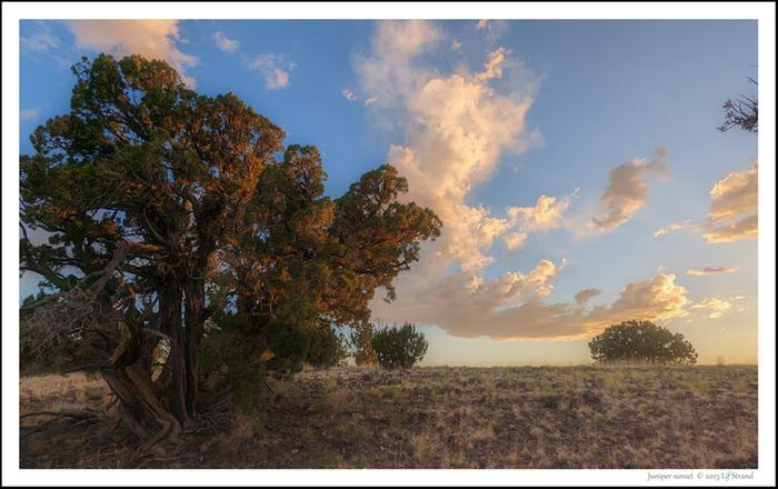 Juniper sunset