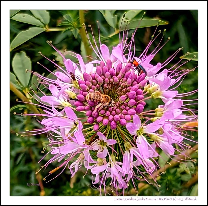 Rocky Mountain bee plant