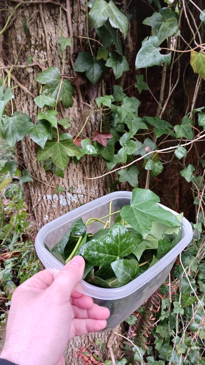 So I picked a bunch and put it in a container