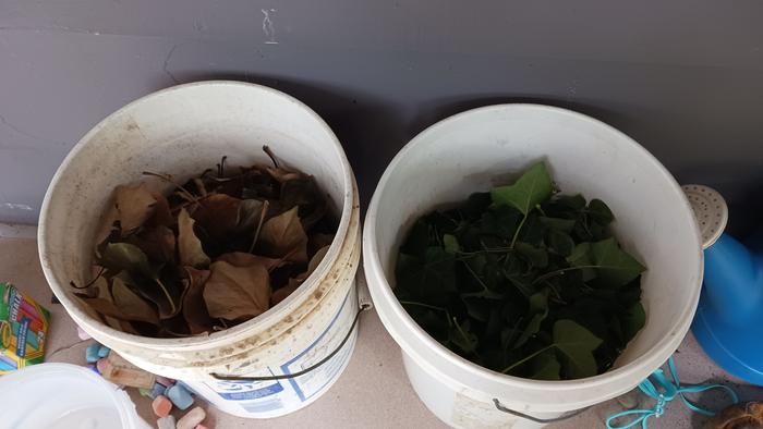 A bucket of dry Ivyleaves and a bucket of green Ivy leaves