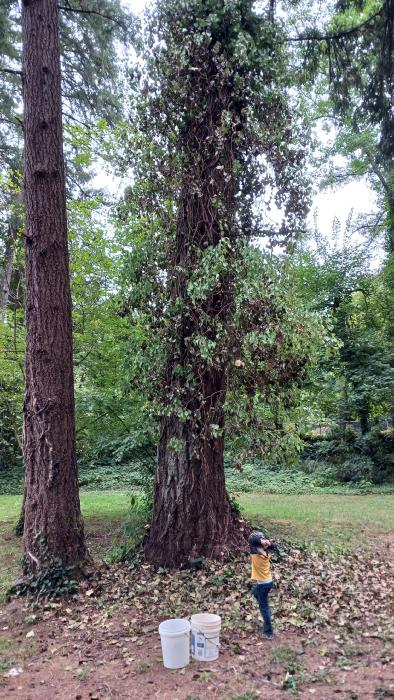 Towering Fir tree with English Ivy