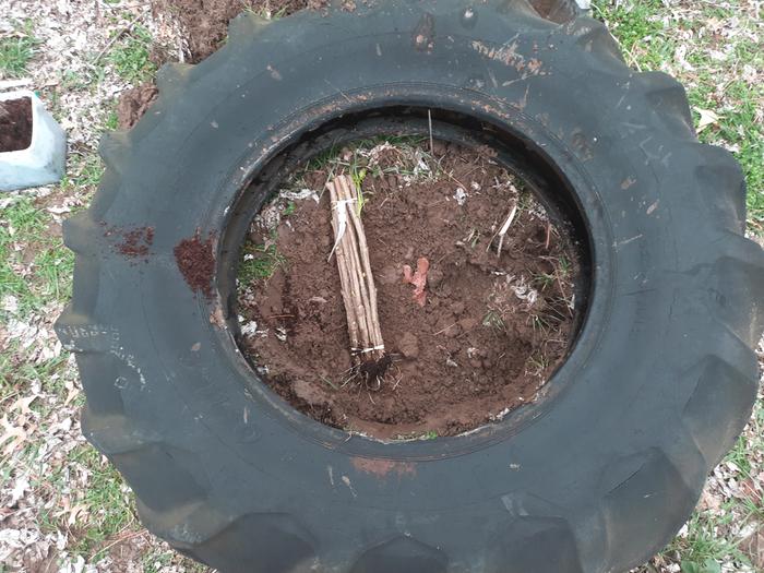 Cottonwood cuttings and where I planted them