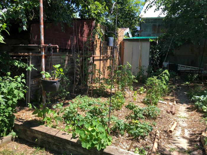 July 2022: The ol' nightshade zone. The garden was very scrappy this year. Note fresh application of woodchips.