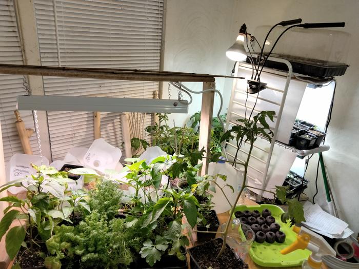 Seedlings cover the table, a chair, 3 shelves, and behind the shelf.