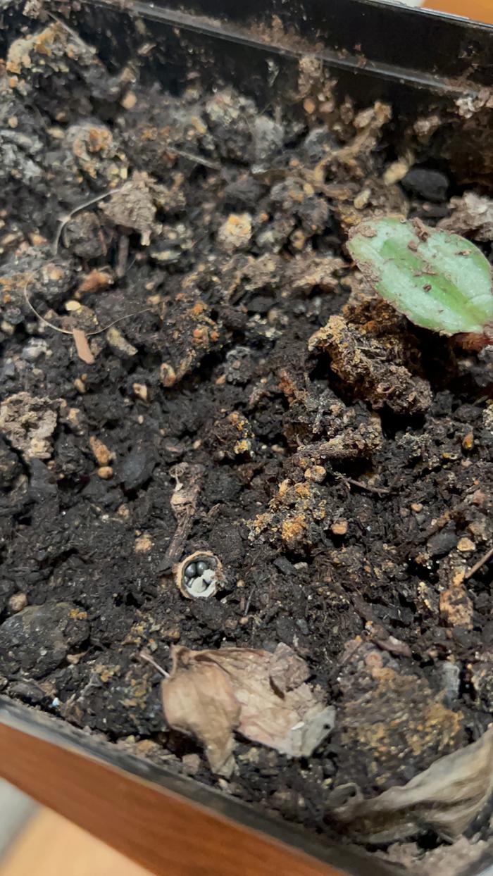 birds nest fungi 