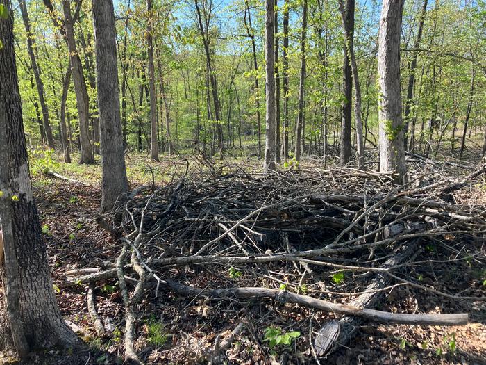 Looks like a giant bird's nest