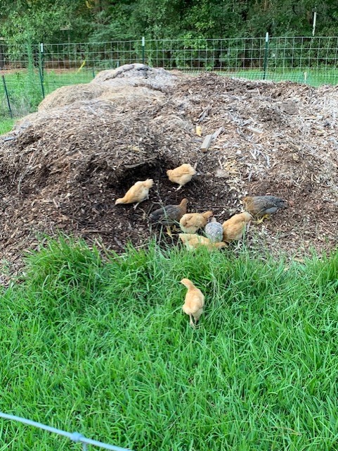 chickens turn the woodchips into compost.