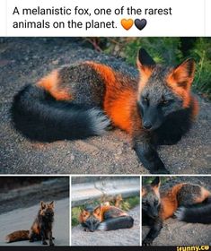 Melanistic fox