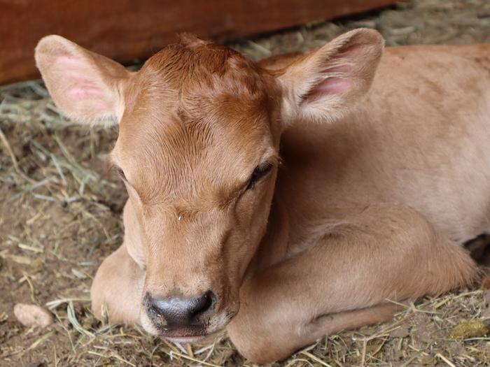 newborn calf sleeping on bed of hay