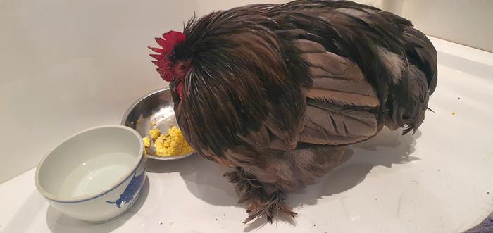 Poorly bantam in our shower