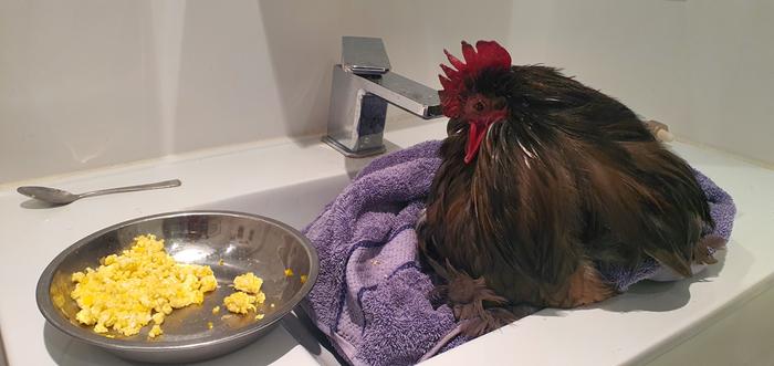 Rooster in the sink