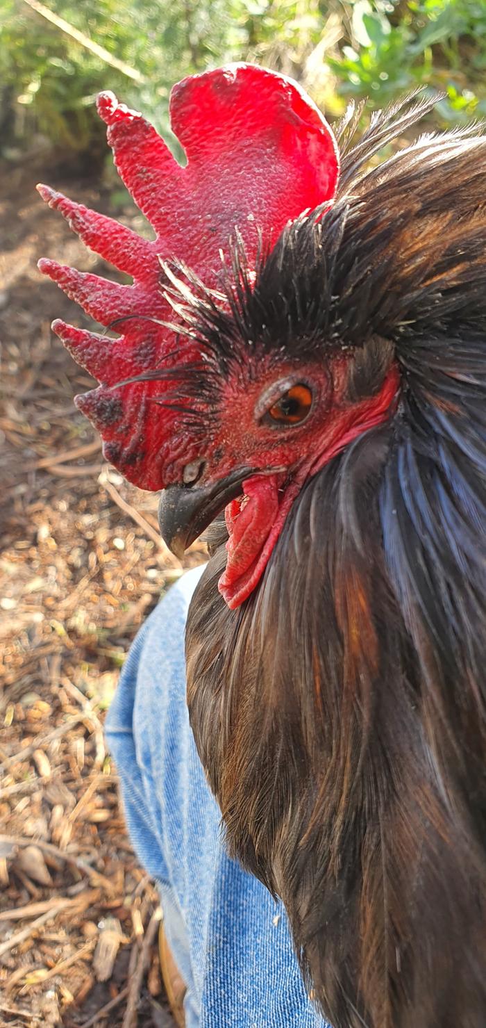 Jacob our rooster on my lap