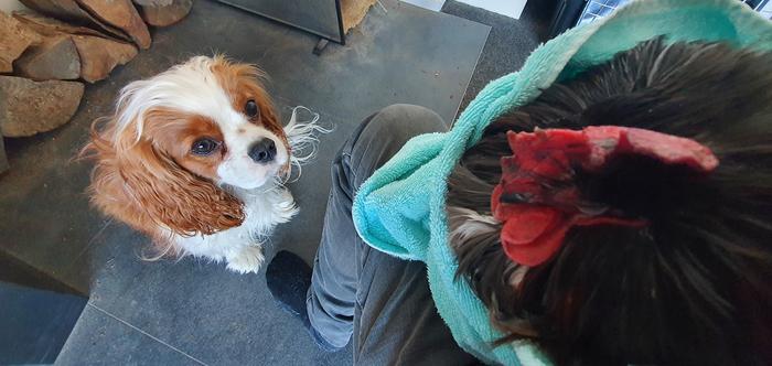 Puppy staring at rooster