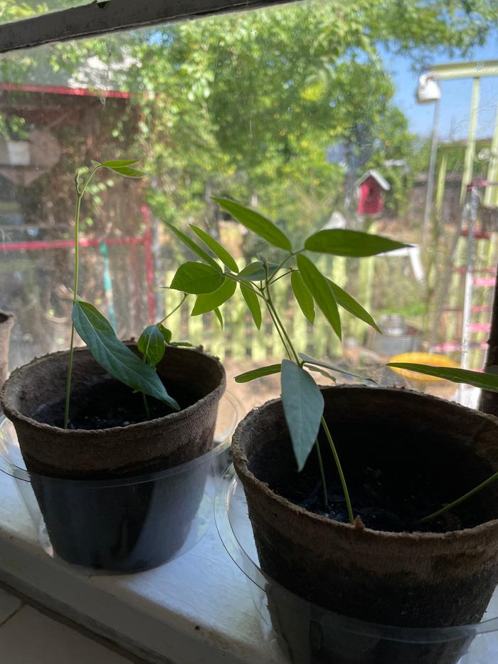 Cajunus Cajun seedlings 