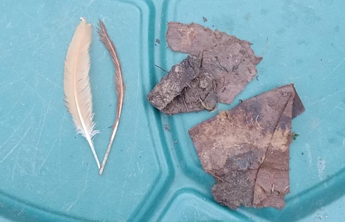 Composting feather and cardboard 