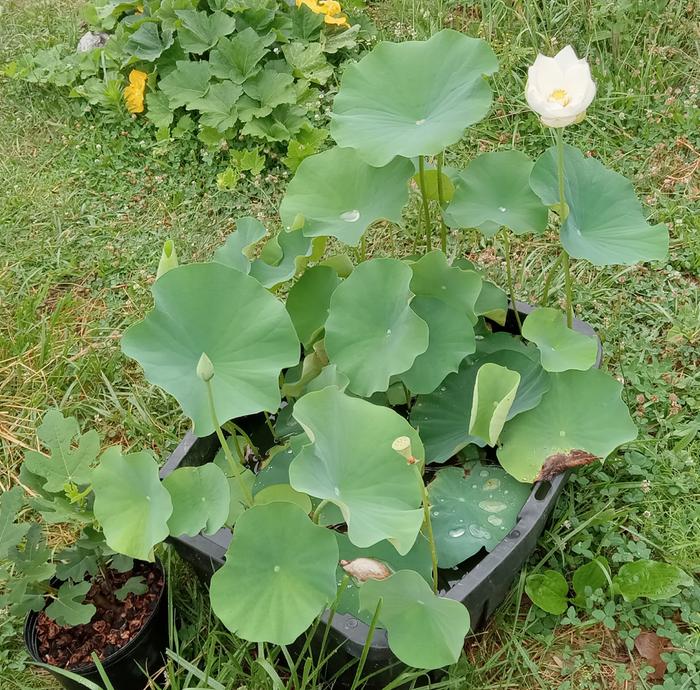 Lotus in 19 gal tote, two months after planting tubers