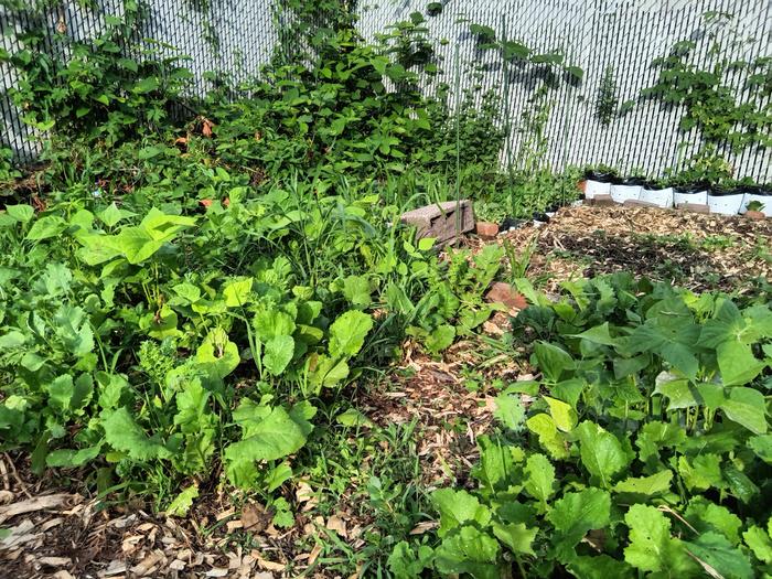 polyculture garden