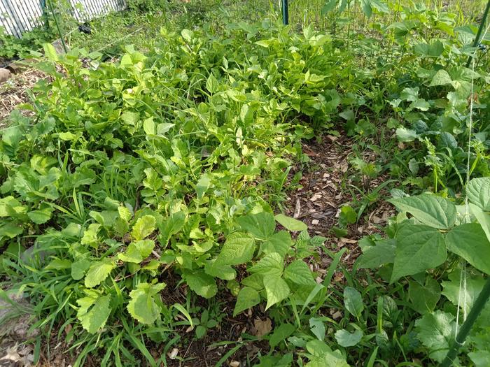 polyculture garden