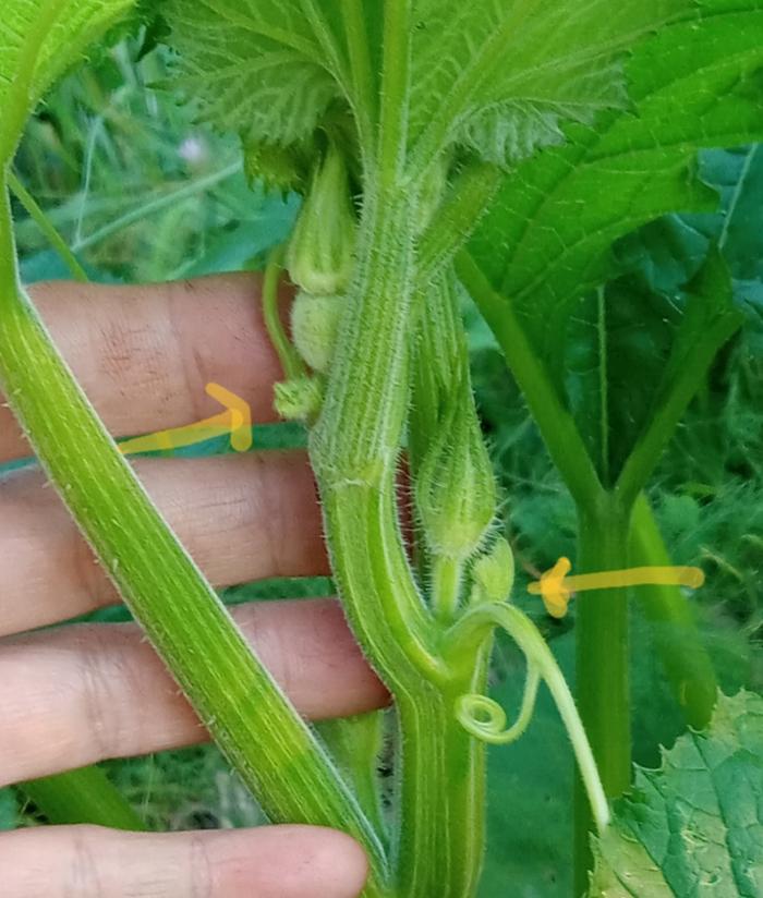 Rubbing off side vines to ensure pumpkin fruit setting