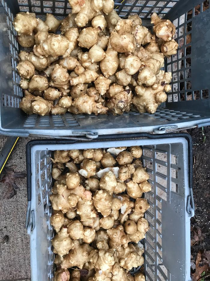  Jerusalem artichokes I already mentioned can produce 5 times more than potatoes on the same amount of land