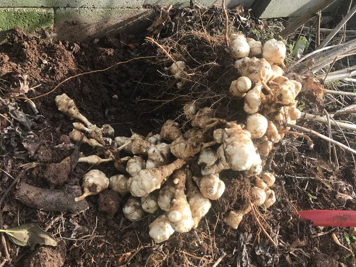 high yeilding perennial root vegetables