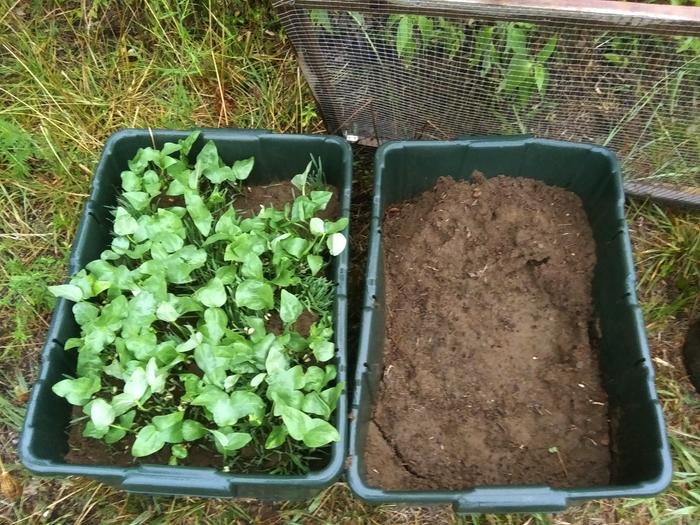 soybean and wheat growing in a tub