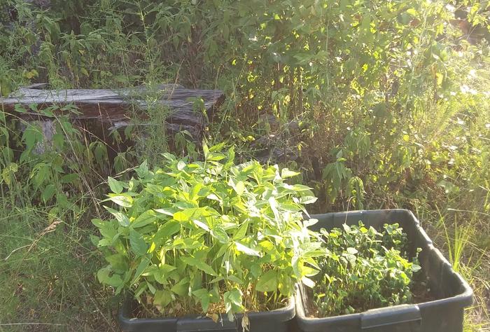 growing seedlings to improve and resuse potting soil