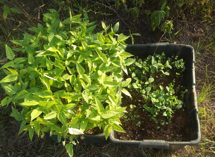 soy beans to improve resued potting soil