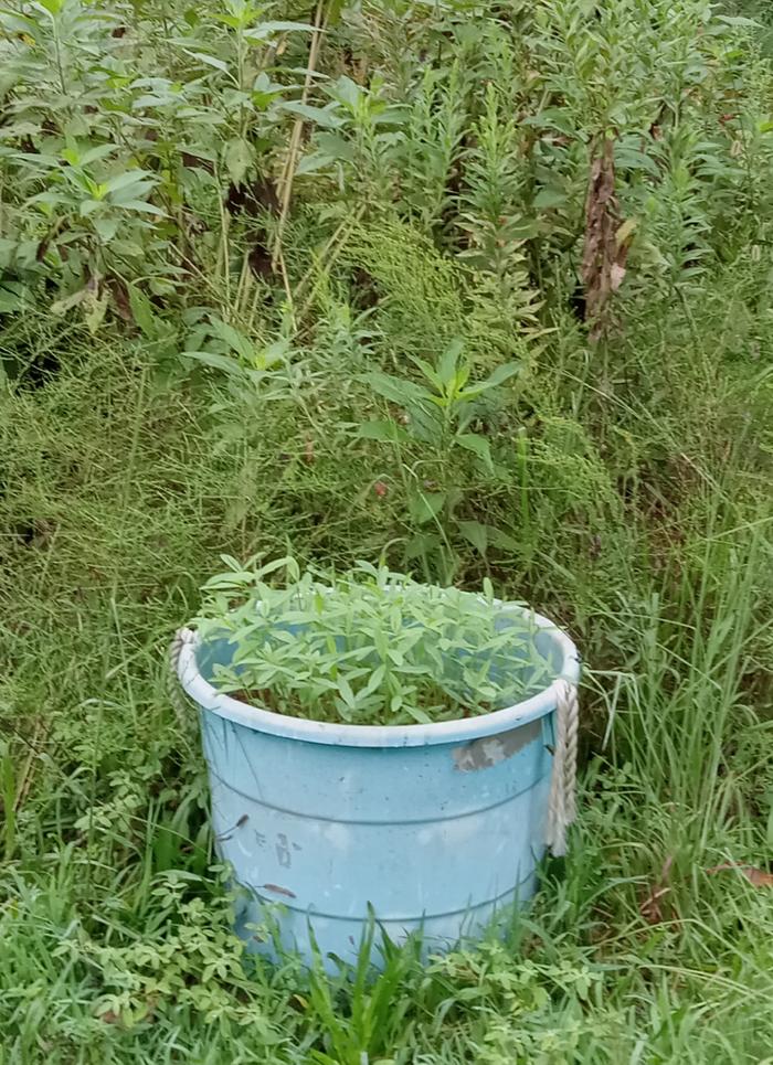 Sunn hemp seedlings 