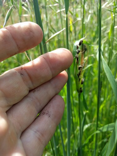 fungal disease avena strigosa scotland black mold grain