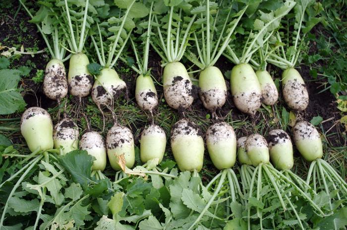 Korean radish is shorter than Daikon, but the flesh is denser and crunchier, perfect for making winter kimchi and Fall storage