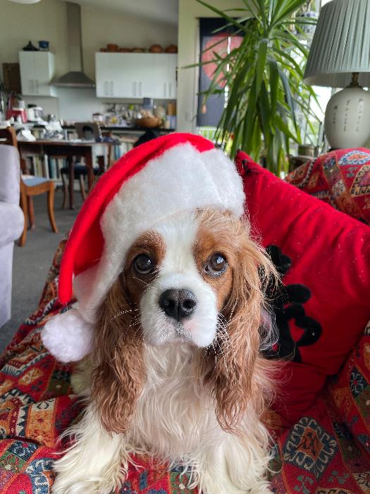 Blenheim cavalier King Charles spaniel