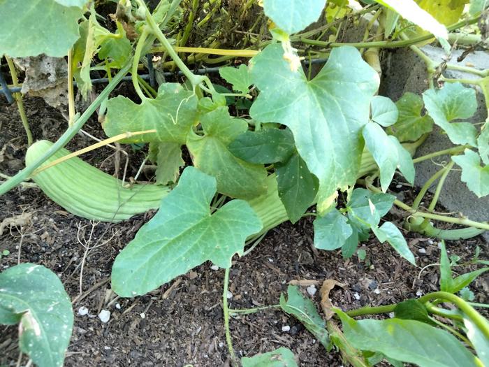 Counted 7 Armenian Cucumber 